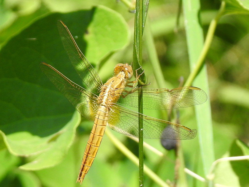 Crocothemis erythraea - skarlát szitakötő