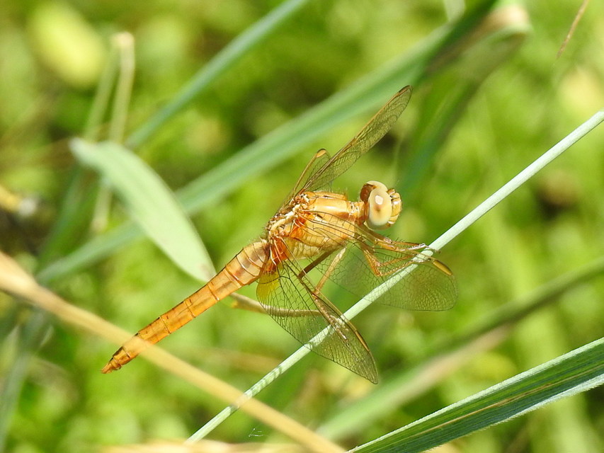 Crocothemis erythraea - skarlát szitakötő