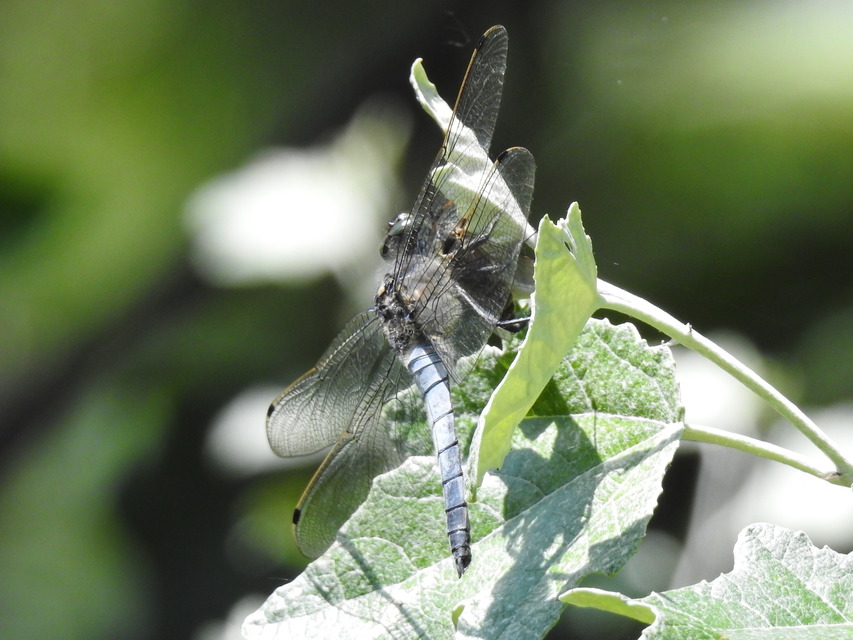 Orthetrum coerulescens - karcsú pásztorszitakötő