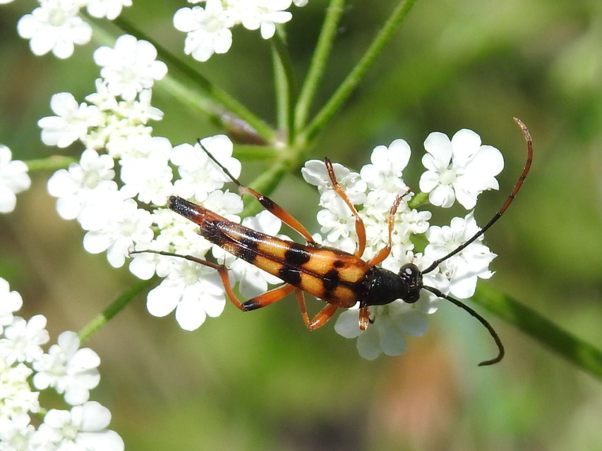 Strangalia attenuata - nyurgacincér