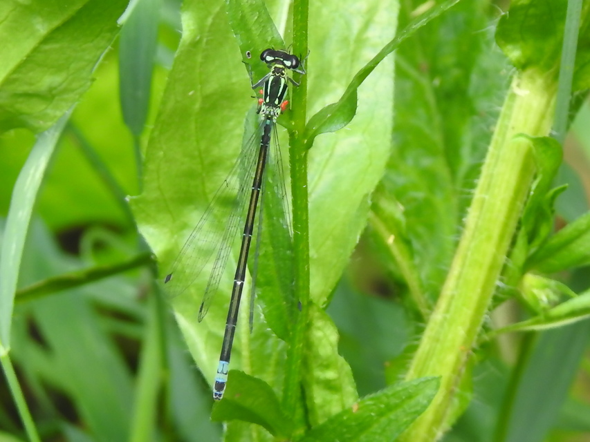 Coenagrion pulchellum - karcsú légivadász