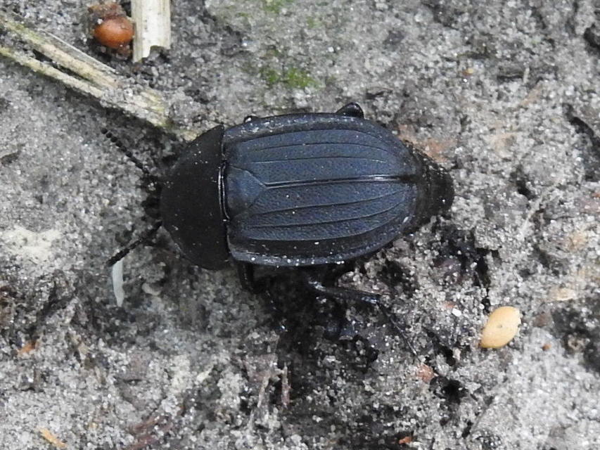 Silpha obscura - közönséges dögbogár