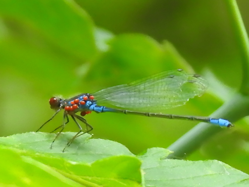 Erythromma viridulum - kis pirosszemű-légivadász