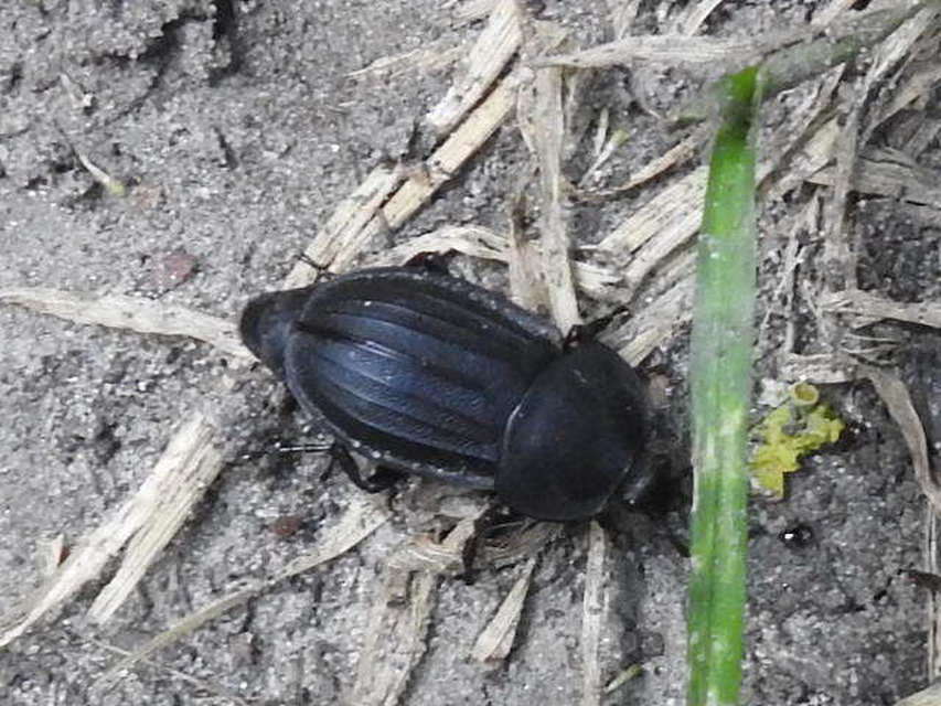 Silpha obscura - közönséges dögbogár