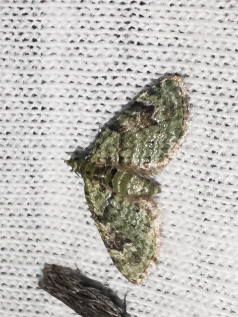 Chloroclystis v-ata - zöldes törpearaszoló
