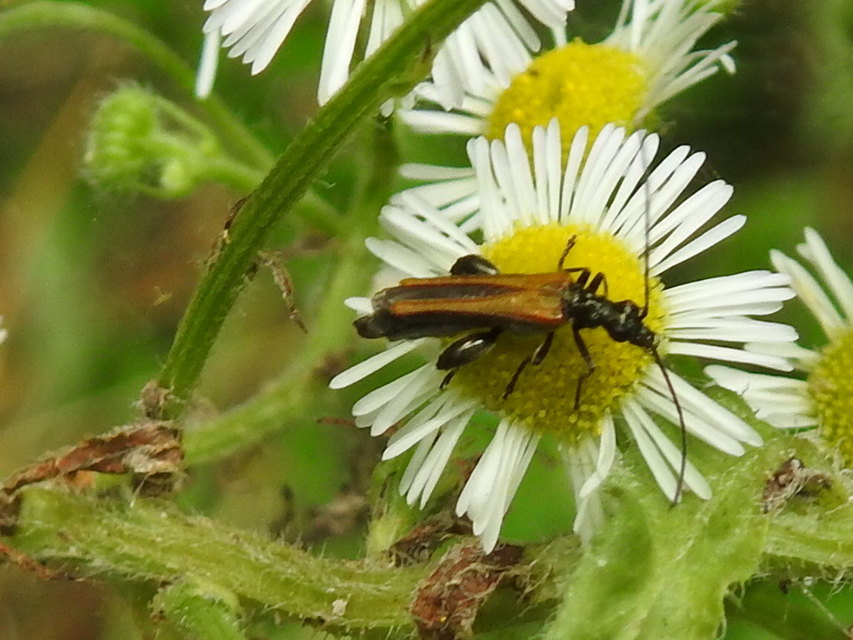 Oedemera femorata - sárgahátú álcincér