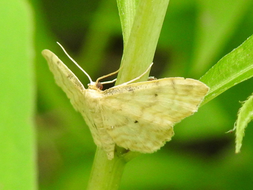 Idaea fuscovenosa - szürkeszélű apróaraszoló