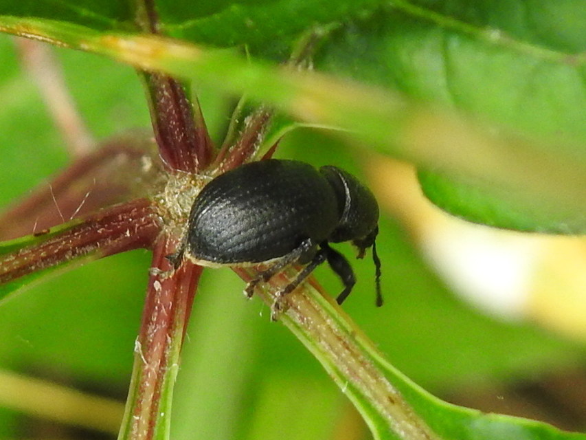 Psallidium maxillosum - fekete barkó