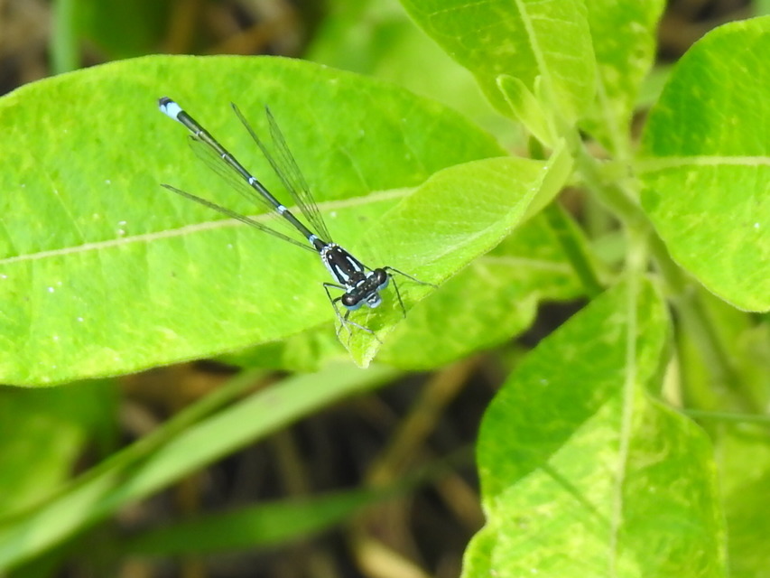 Coenagrion pulchellum - karcsú légivadász