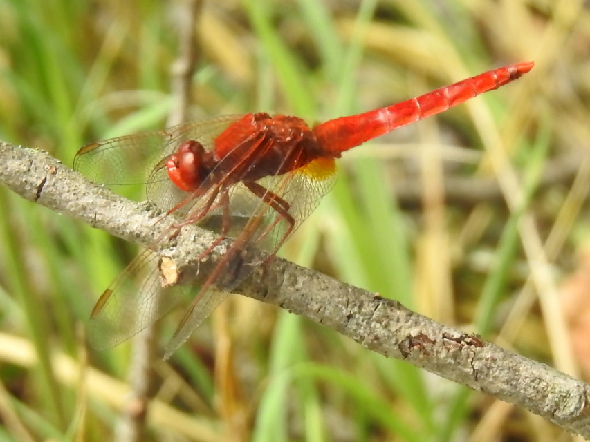 Crocothemis erythraea - skarlát szitakötő