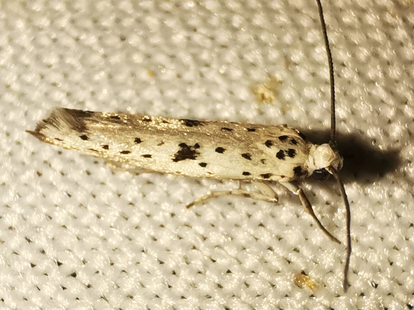 Yponomeuta plumbella - pókhálós bengemoly