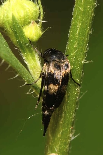 Variimorda villosa - szalagos maróka