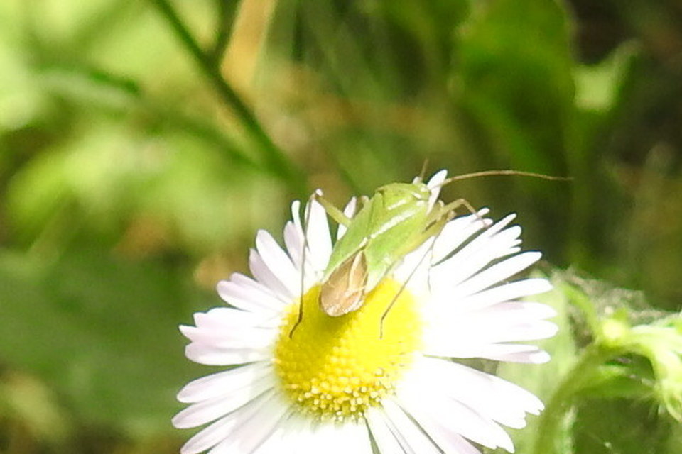 Calocoris affinis