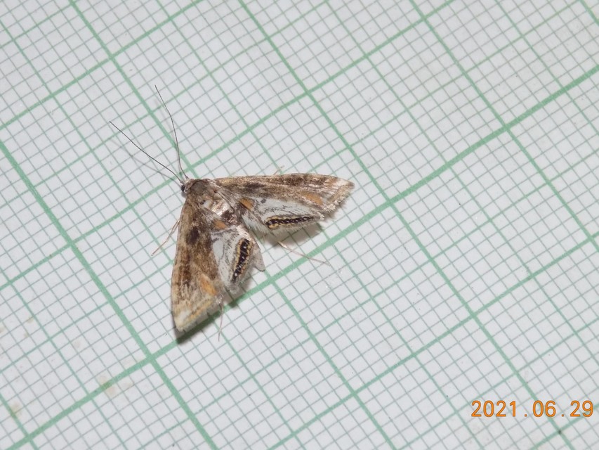 Cataclysta lemnata - békalencsemoly