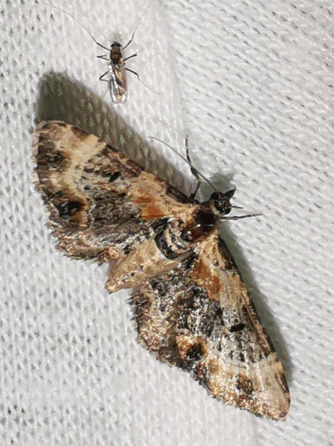 Eupithecia linariata - vonalas törpearaszoló