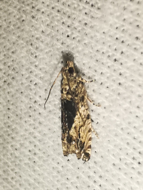 Epinotia nisella - nyárfabarka-tükrösmoly