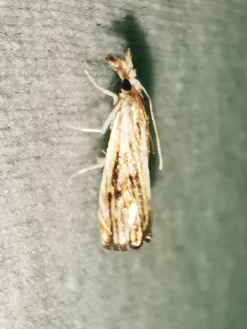 Catoptria verellus - kormos fűgyökérmoly