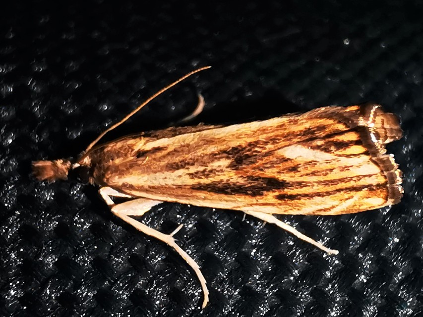 Catoptria verellus - kormos fűgyökérmoly