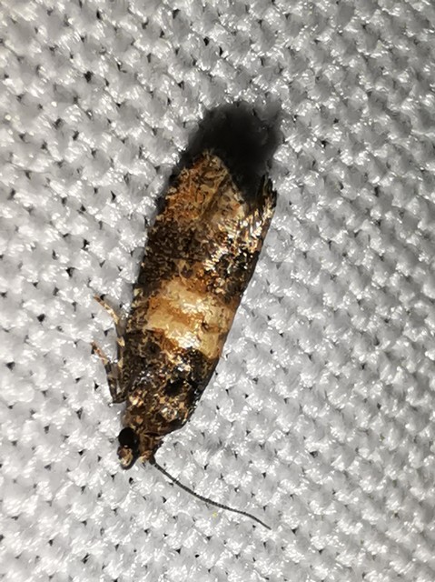 Piniphila bifasciana - tobozrágó tükrösmoly