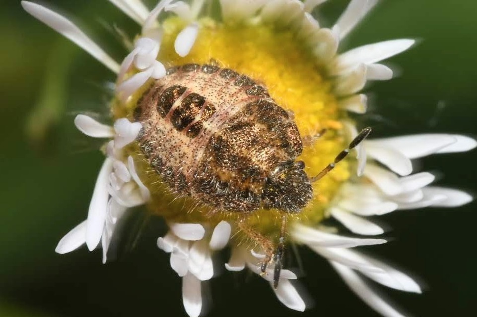 Dolycoris baccarum - közönséges bogyómászó-poloska