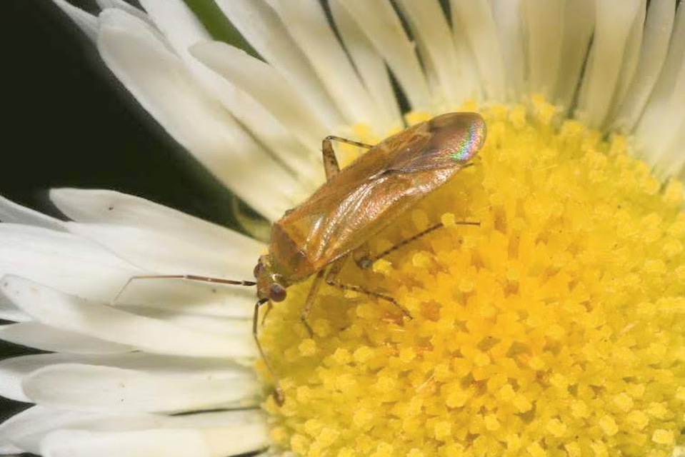 Plagiognathus fulvipennis - kígyószisz törpepoloska Plagiognathus fulvipennis - kígyószisz törpepoloska