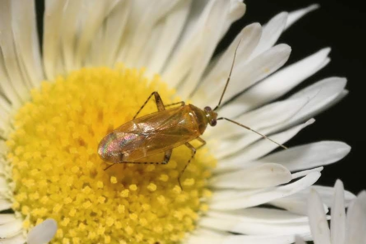 Plagiognathus fulvipennis - kígyószisz törpepoloska
