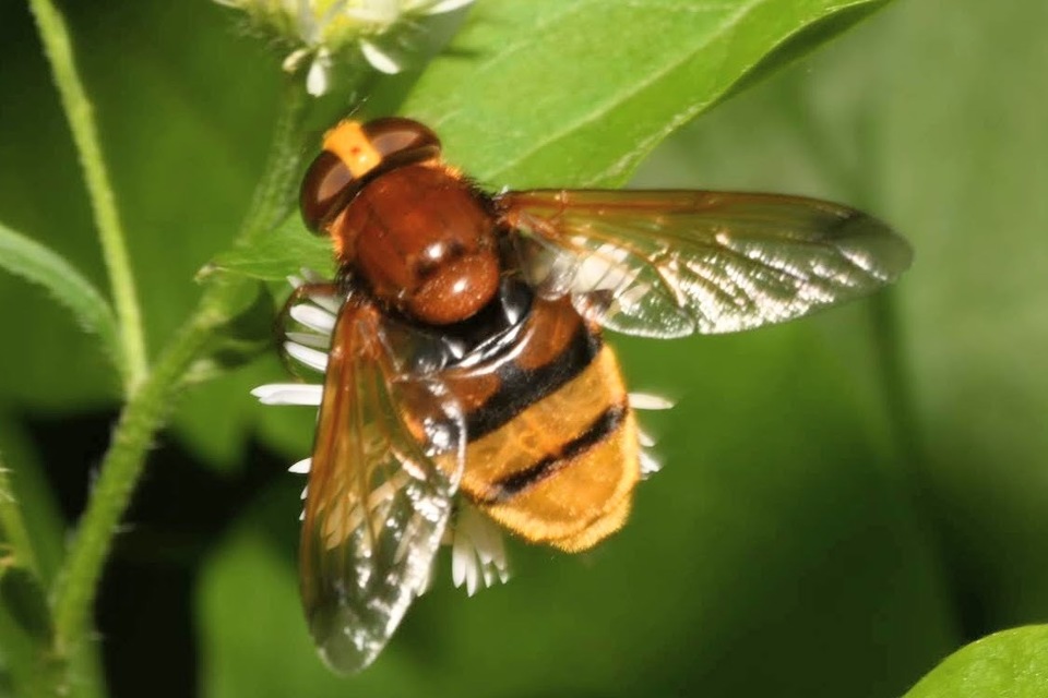 Volucella zonaria - kétöves pihelégy