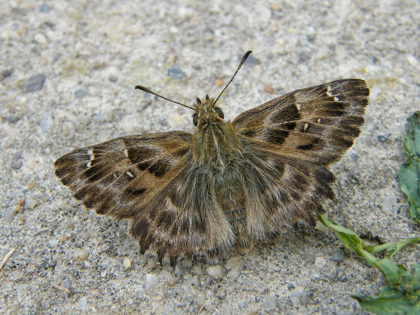 Carcharodus alceae - mályva-busalepke