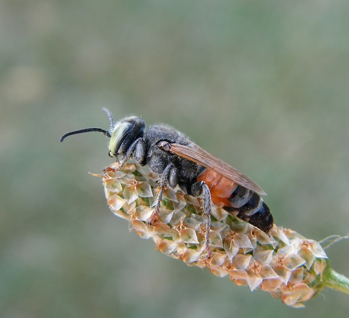 Hymenoptera - Hártyásszárnyúak