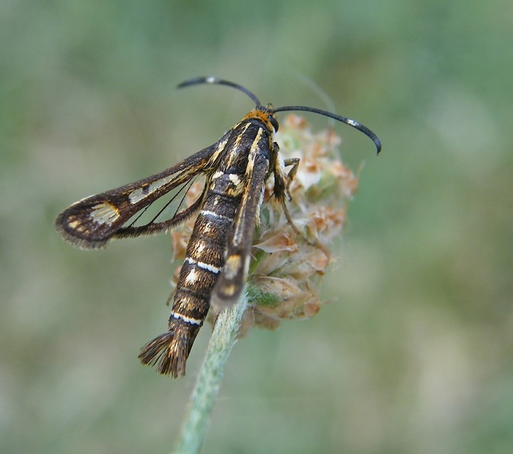 Sesiidae - szitkárfélék