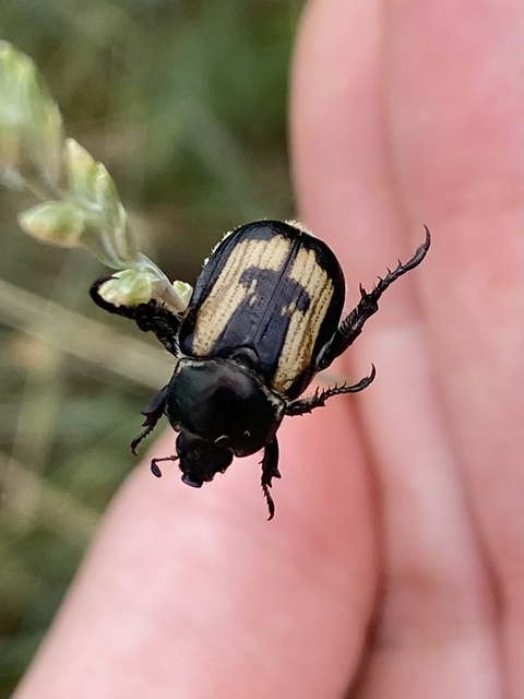 Anisoplia agricola - keresztes szipoly Anisoplia agricola - keresztes szipoly