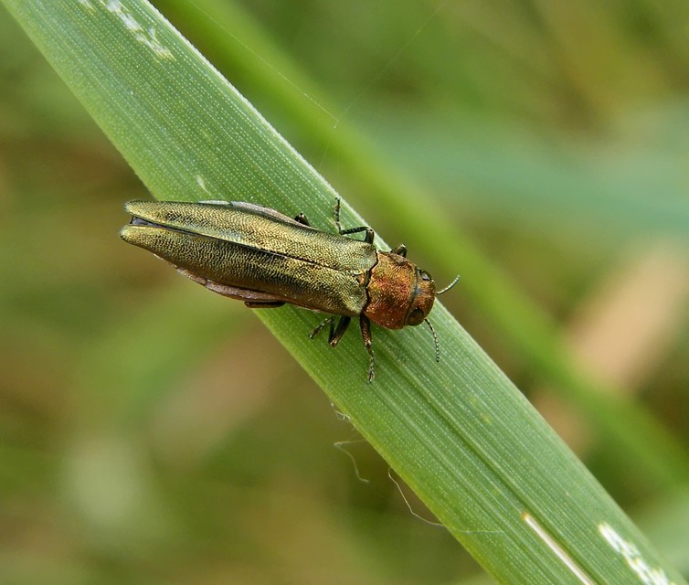 Agrilus viridis - változékony karcsúdíszbogár