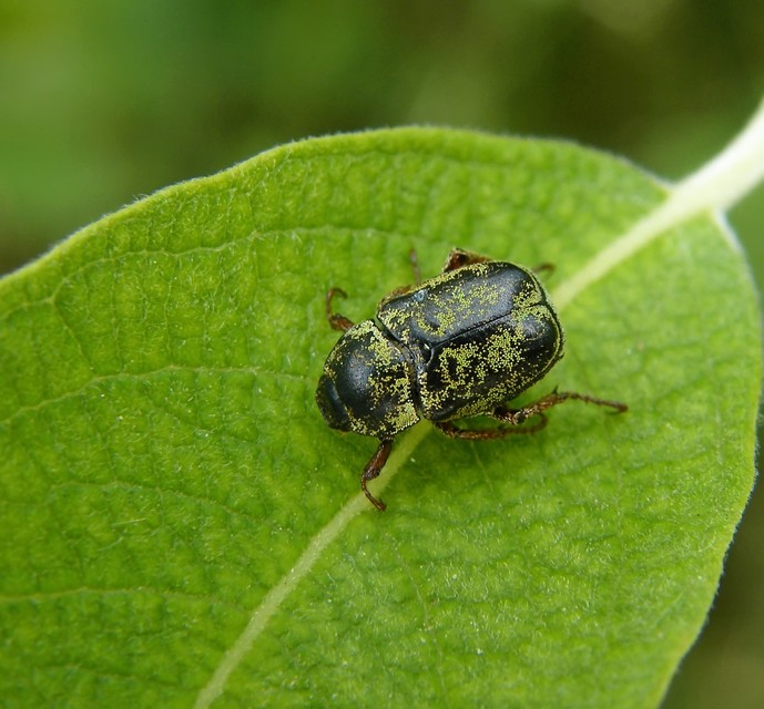 Hoplia dilutipes