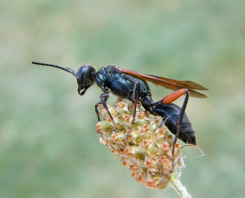 Chalybion femoratum - acélkék lopódarázs