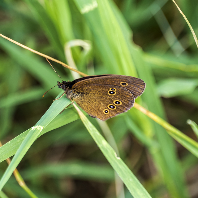 Aphantopus hyperanthus - közönséges ökörszemlepke
