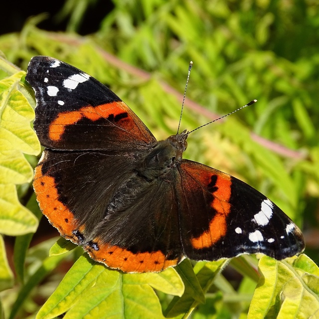 Vanessa atalanta - atalantalepke