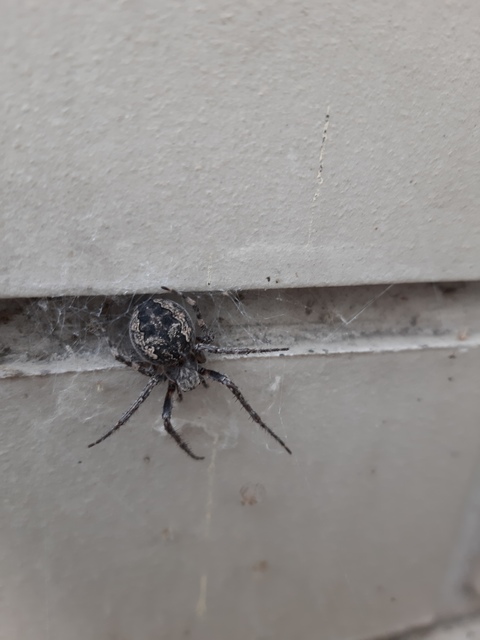Larinioides ixobolus - ereszalji keresztespók