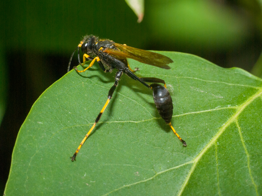 Sceliphron caementarium - feketenyelű lopódarázs