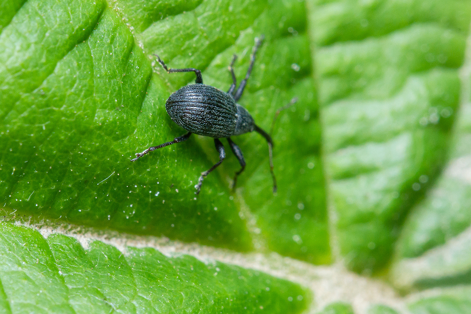 Anthonomus rubi - szamóca-bimbólikasztó Anthonomus rubi - szamóca-bimbólikasztó