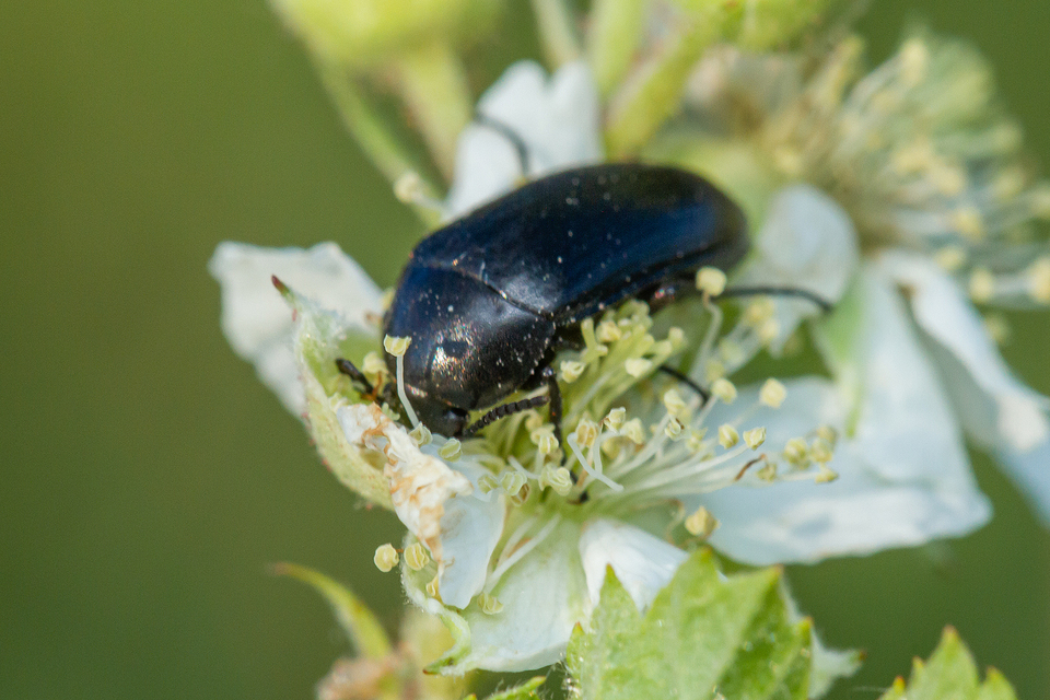 Podonta nigrita - szerecsenbogár