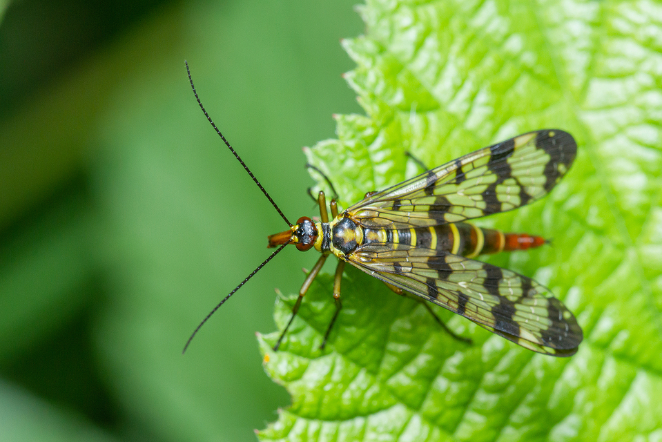 Panorpa vulgaris