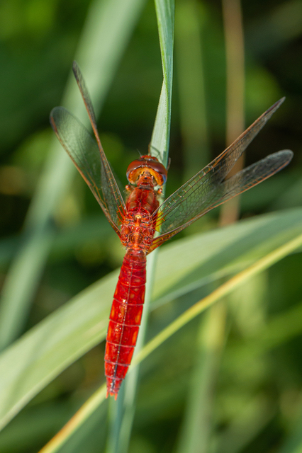 Crocothemis erythraea - skarlát szitakötő