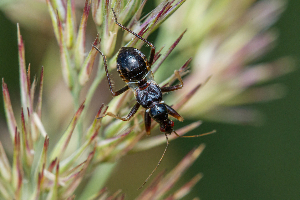 Himacerus mirmicoides - csalán-tolvajpoloska