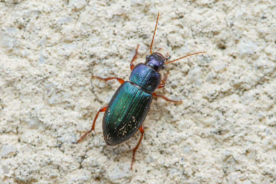 Ophonus azureus - azúrkék bársonyfutó