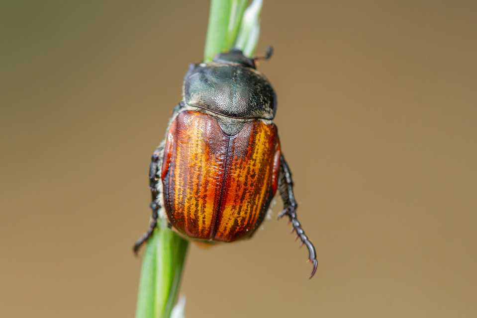 Anisoplia tempestiva - gabonaszipoly