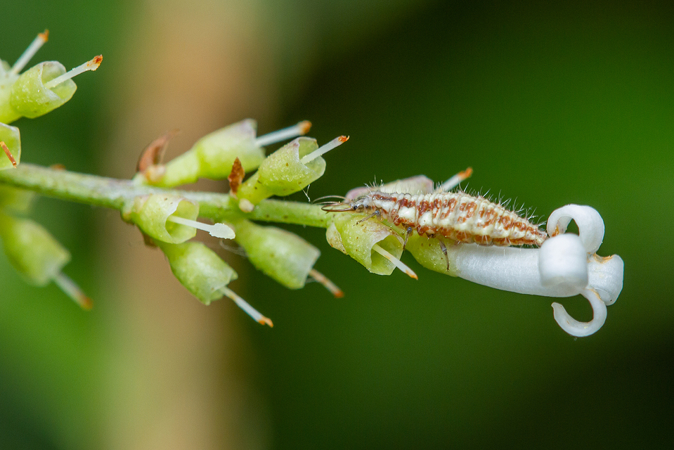 Chrysopidae - zöldfátyolkák