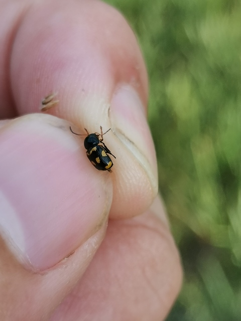 Cryptocephalus anticus - réti zömökbogár