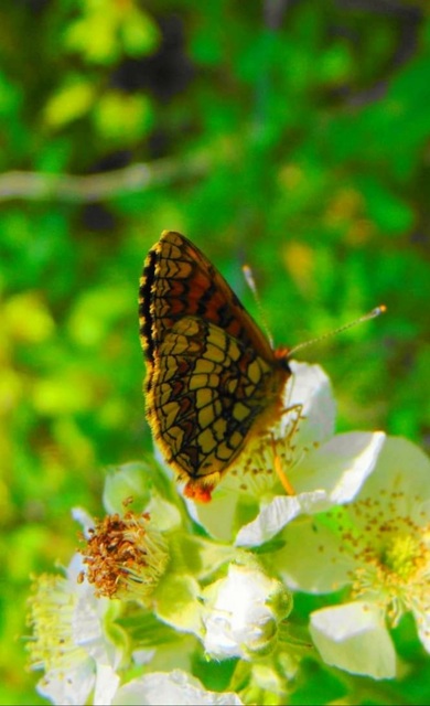 Melitaea athalia/aurelia/britomartis