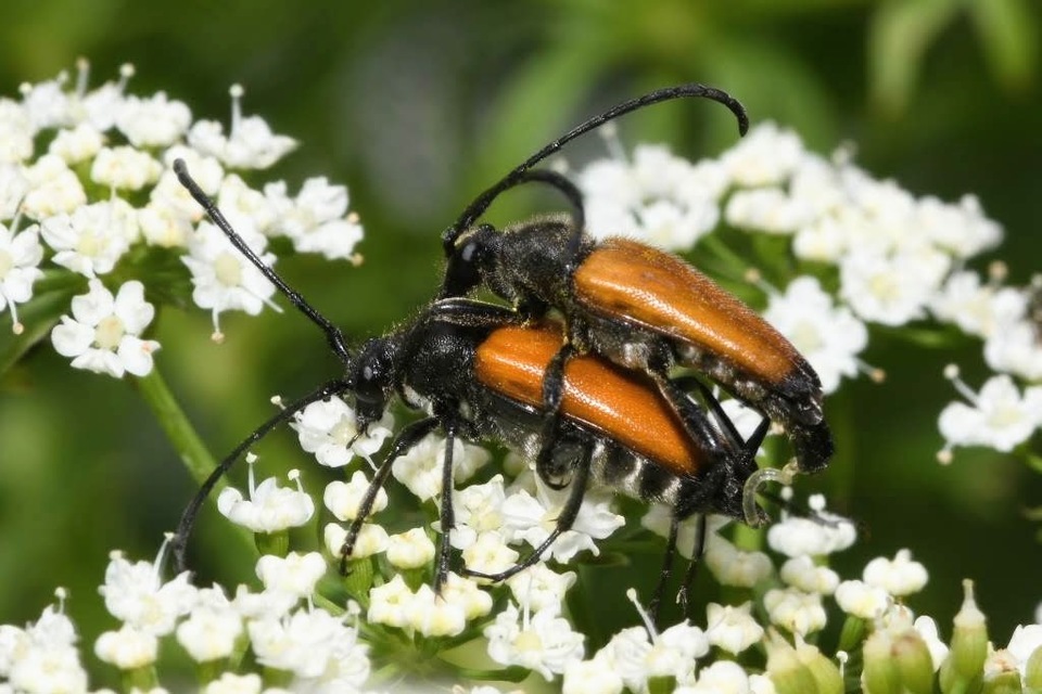 Stictoleptura fulva - vörhenyes virágcincér