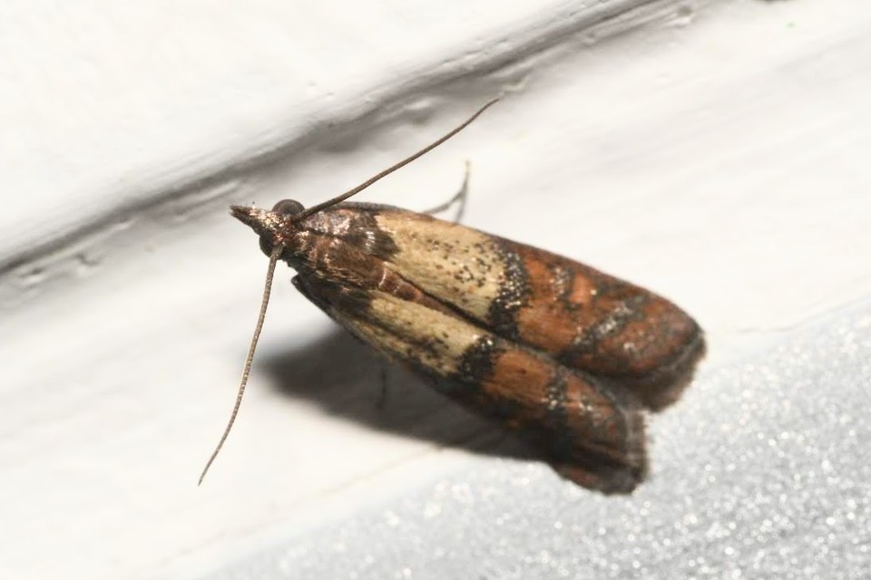 Plodia interpunctella - aszalványmoly